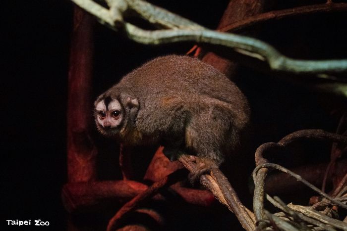 大寒也不怕冷！穿山甲館變身「雨林暖暖屋」，熱帶動物安心過冬